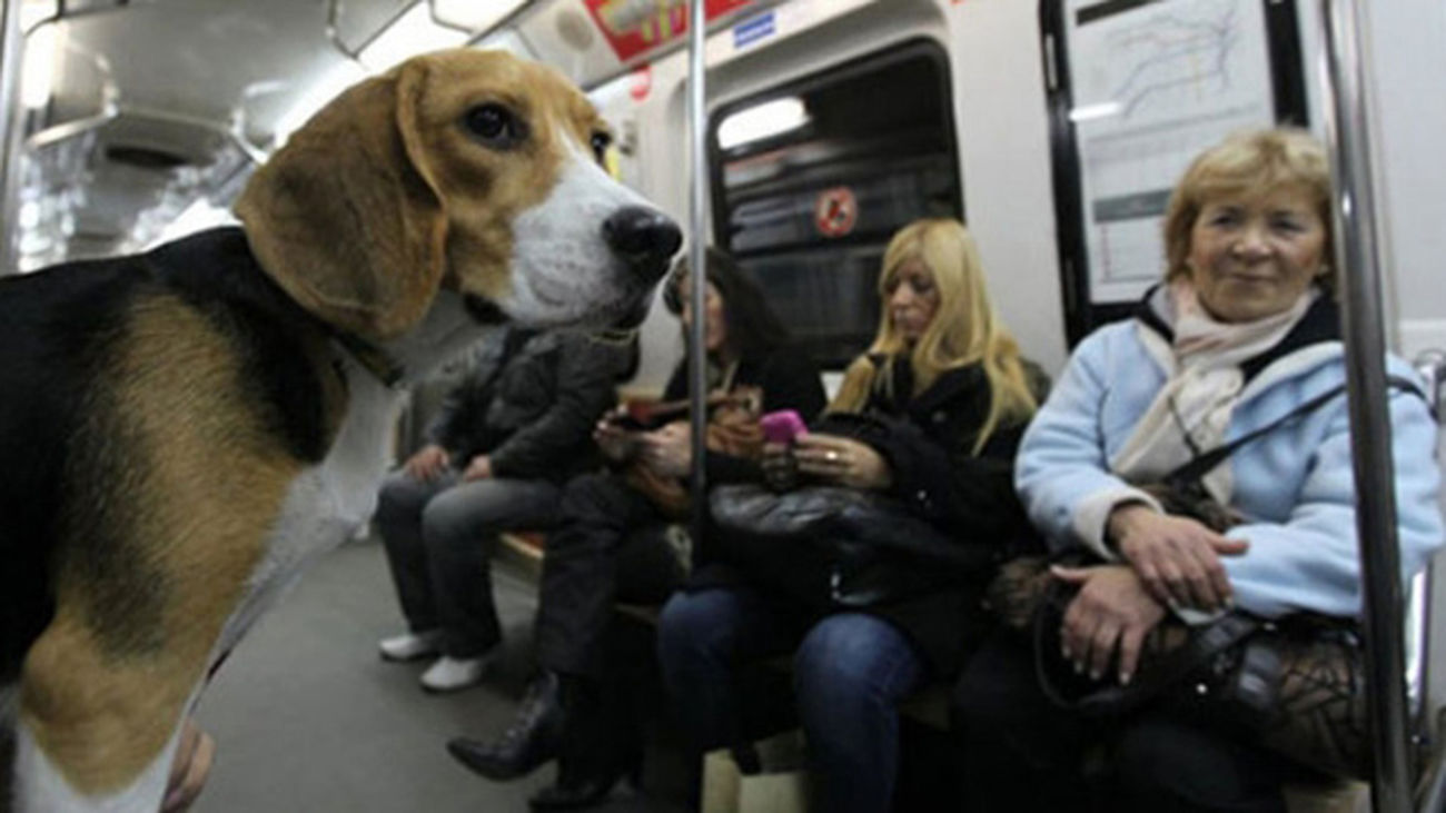 Los madrileños podrán llevar perros en el Metro en horas valle, verano y los fines de semana