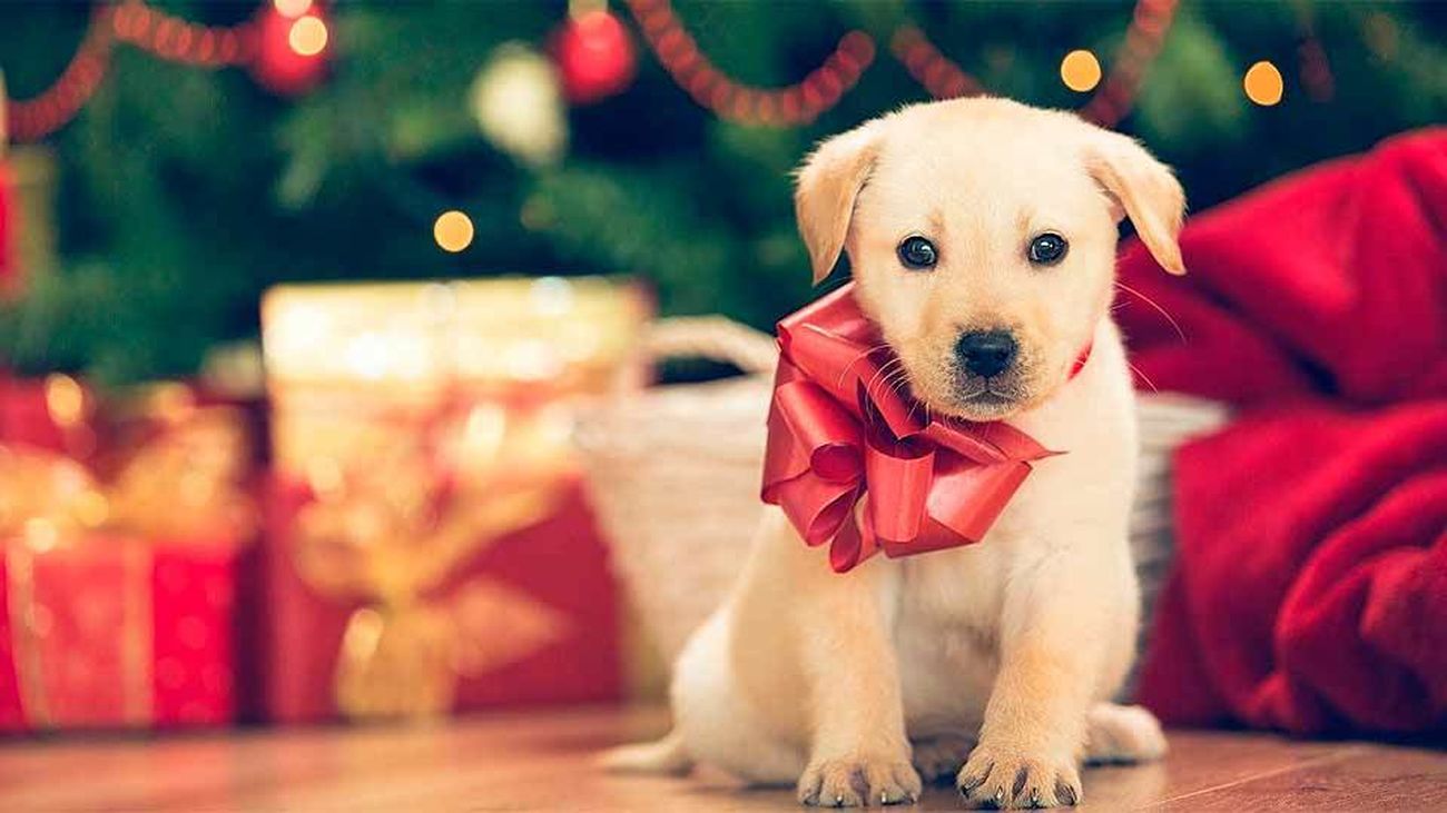No regales mascotas en Navidad, mejor adopta