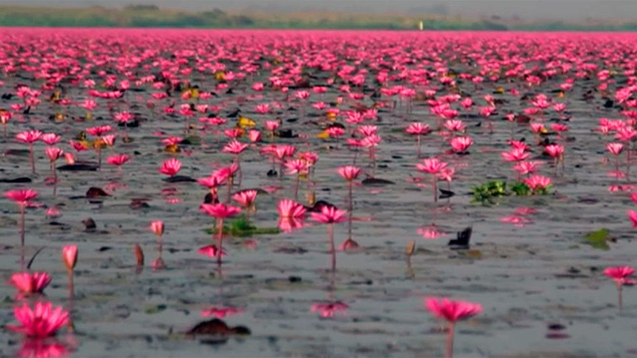 El Lago de las Flores de Loto Rojo