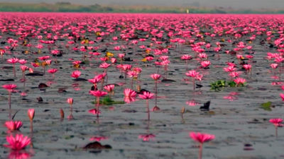 El Lago de las Flores de Loto Rojo