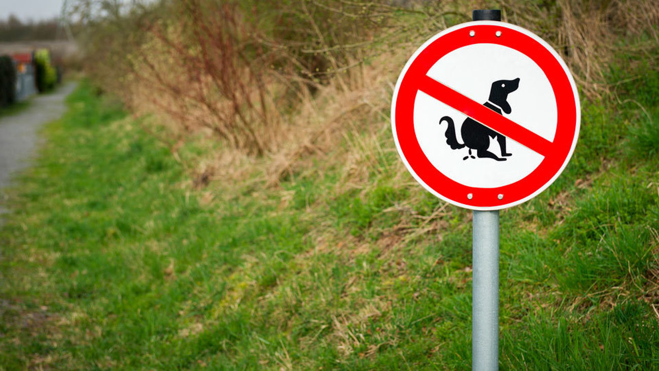 Pipi-Clean, la propuesta de Sevilla la Nueva para limpiar el pis de los perros