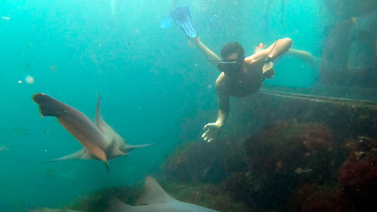 Nadamos con tiburones en el Parque Xcaret
