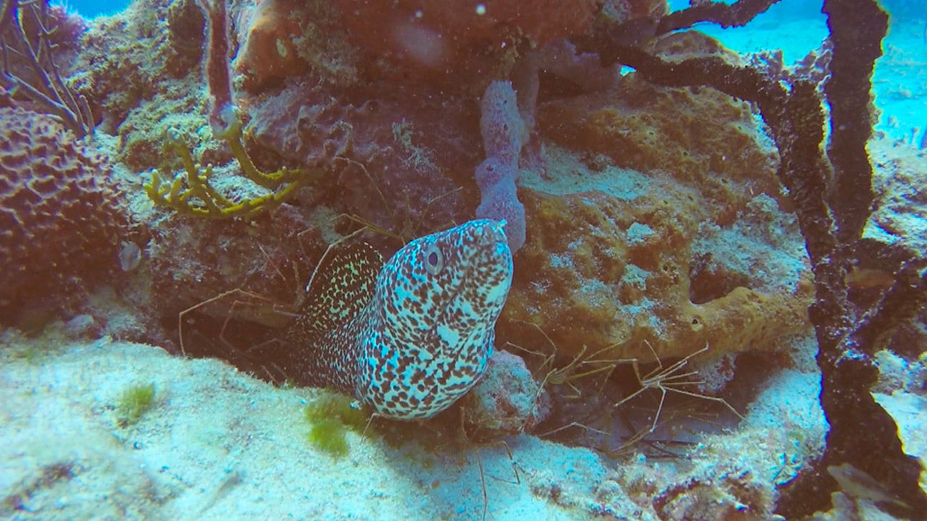 La vida submarina en los arrecifes de la Riviera Maya