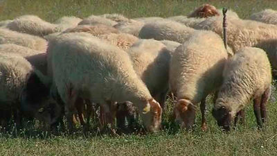 Ovejas contra los incendios