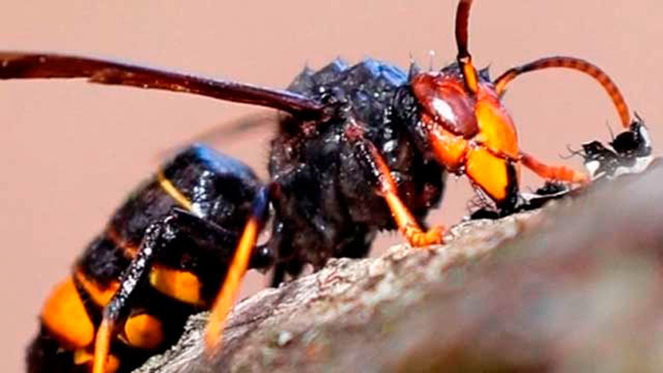 El picotazo de la avispa asiática solo es mortal en alérgicos y enfermos