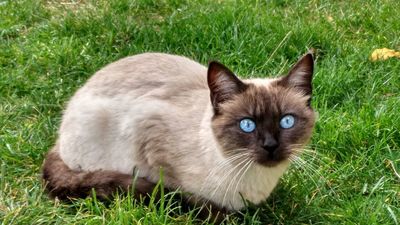 Plan de control de las colonias de gatos del Instituto Psiquiátrico José Germain de Leganés