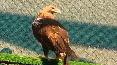 La Comunidad de Madrid trabaja en un plan para recuperar el águila imperial