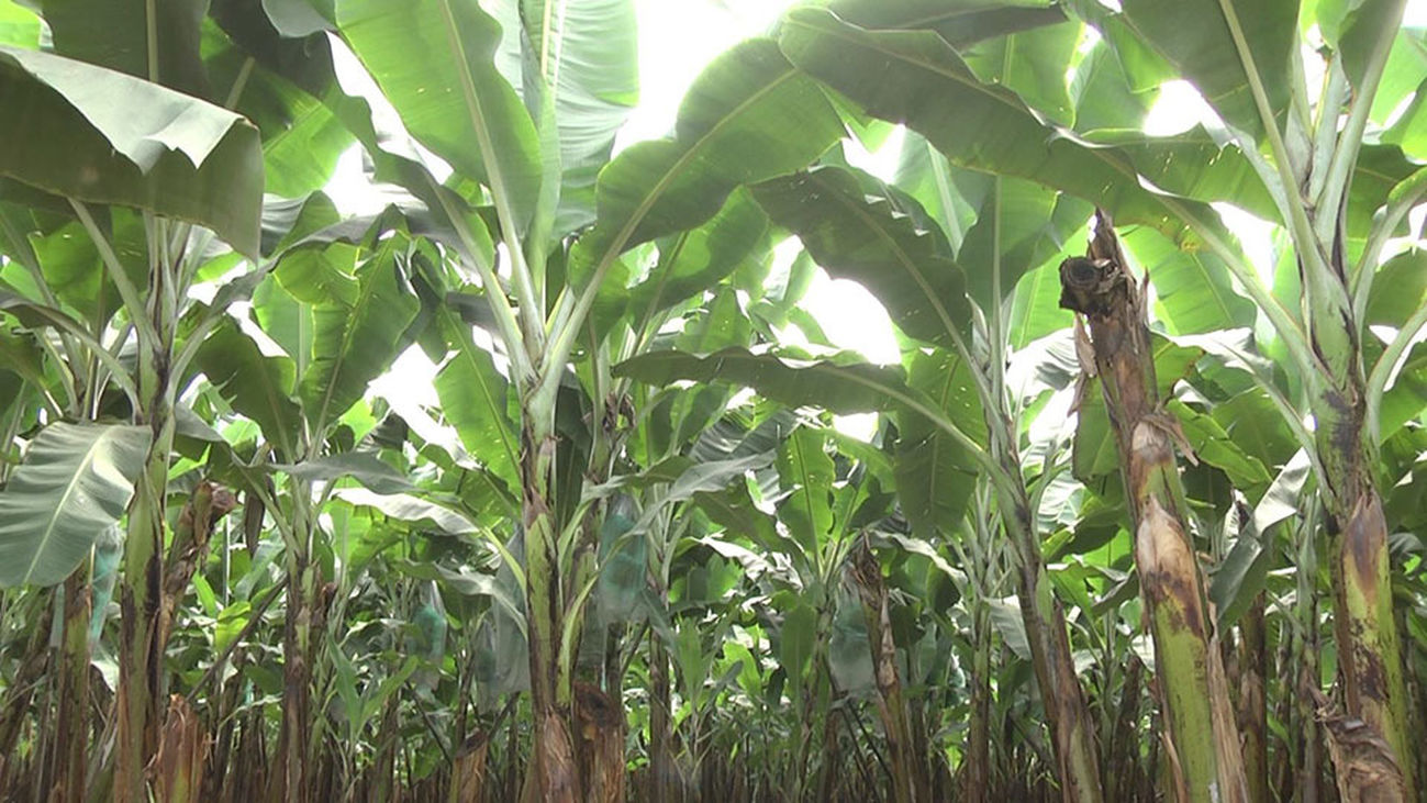 Machala, capital bananera del mundo