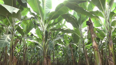 Machala, capital bananera del mundo