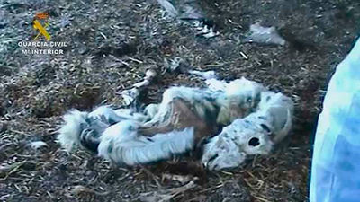 Dos detenidos en Villaviciosa de Odón por maltratar a animales de su finca