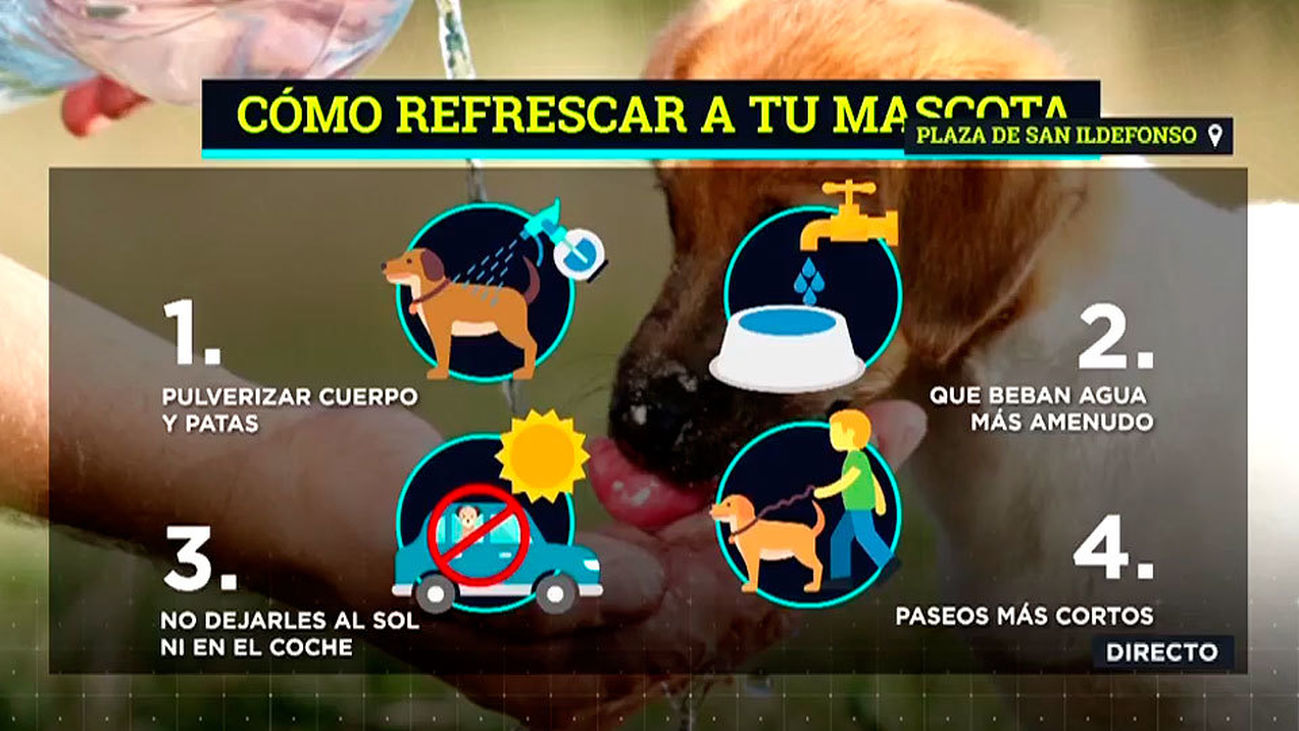 Consejos contra el calor para nuestras mascotas