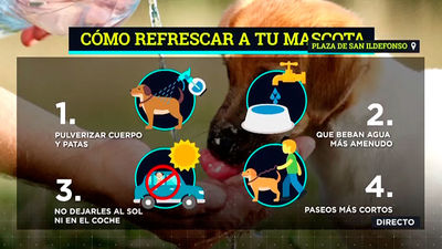 Consejos contra el calor para nuestras mascotas