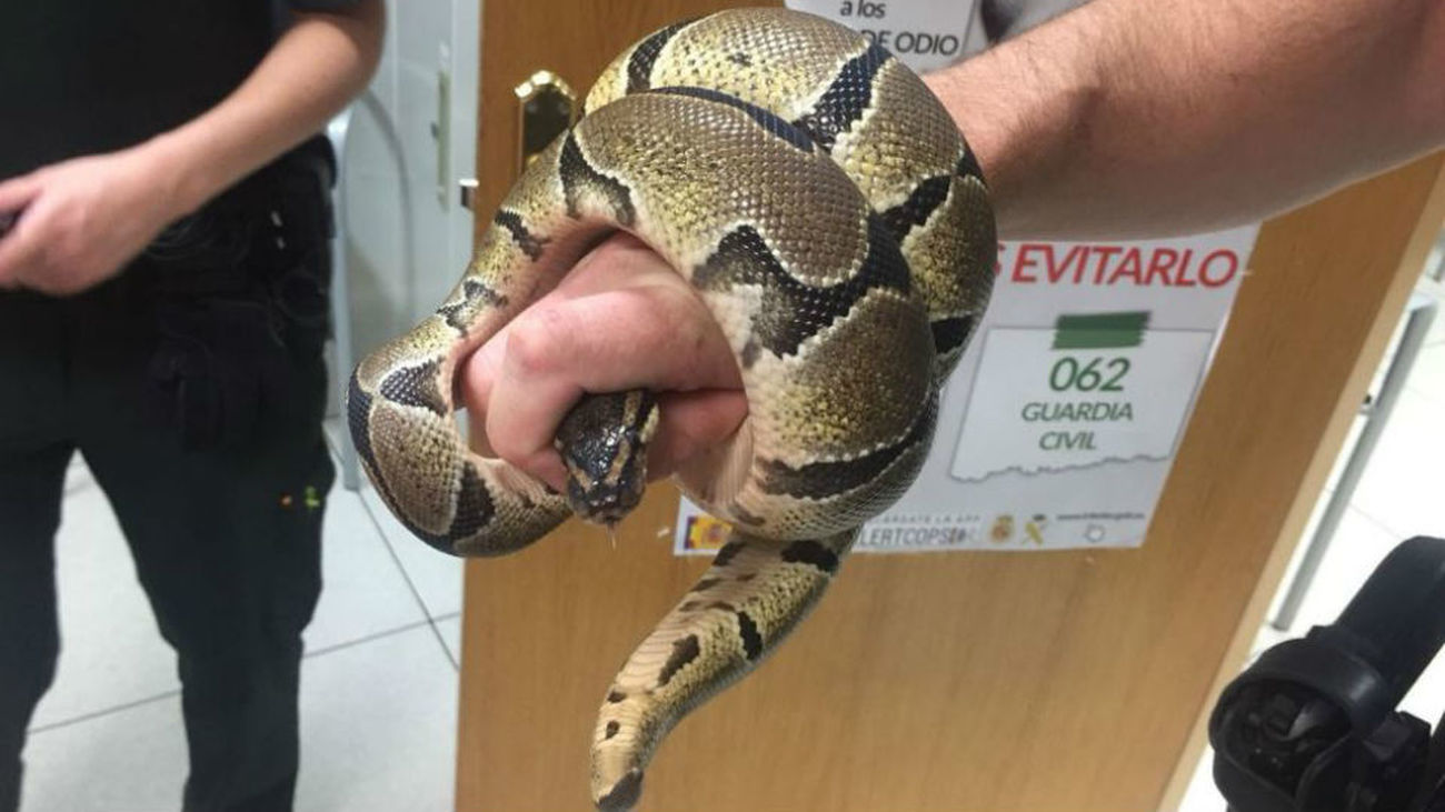 Una mujer encuentra una pitón en el baño de su piso de Ciempozuelos
