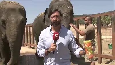 Helados contra el calor, remedio infalible para los animales del Safari de Madrid