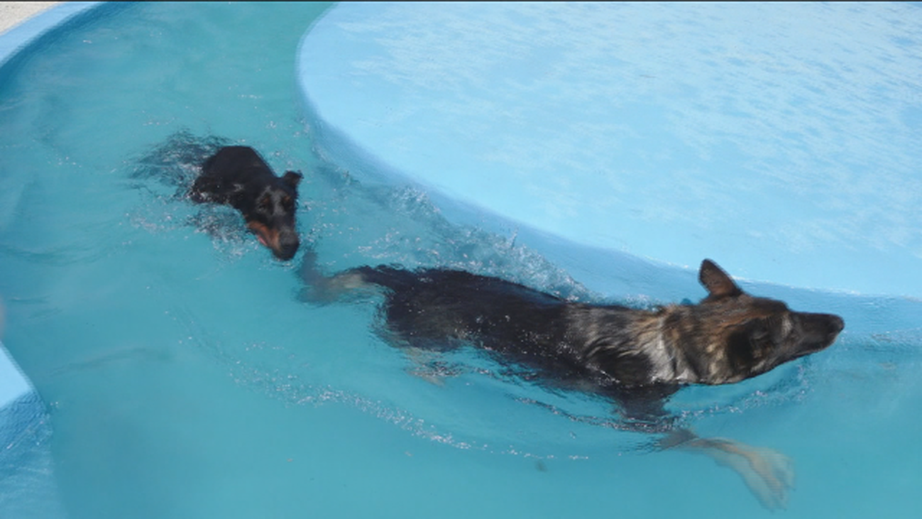 Pensión completa para nuestras mascotas