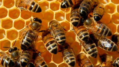 Celebramos el Día Mundial de las Abejas