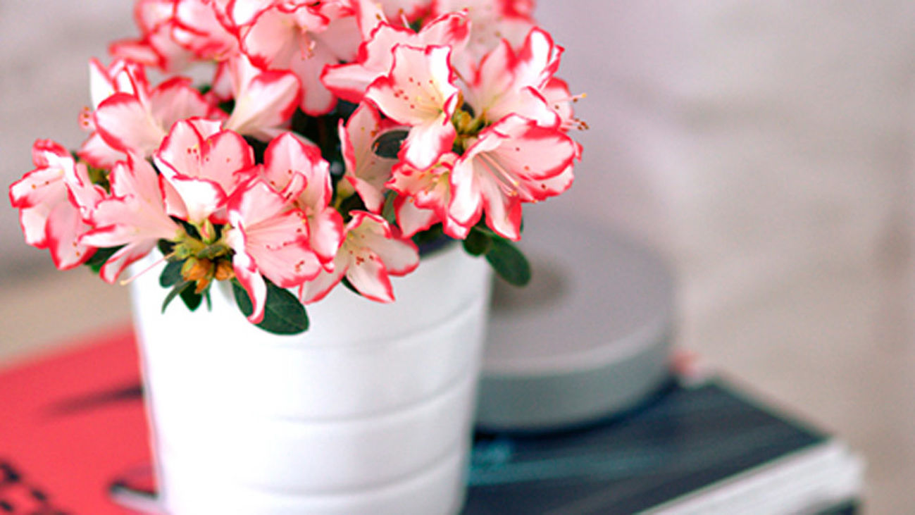 Guardería para nuestras plantas