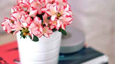 Guardería para nuestras plantas