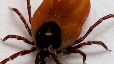 Precaución a los senderistas madrileños por los ataques de garrapatas