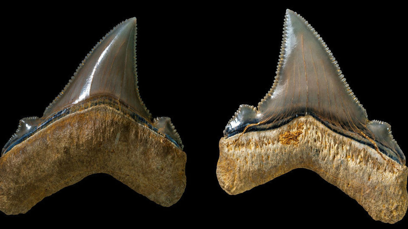 Hallan los dientes de un tiburón prehistórico gigante en Australia