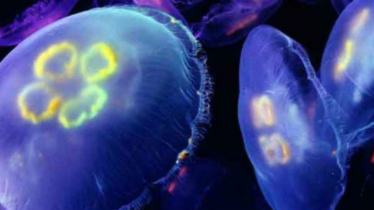 El calor hace que las medusas del Mediterráneo se estresen y sean más urticantes