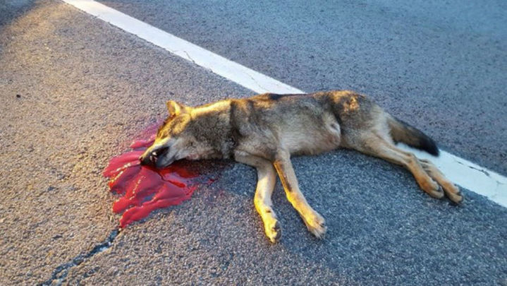 Un lobo joven muere atropellado  en una carretera de la Sierra