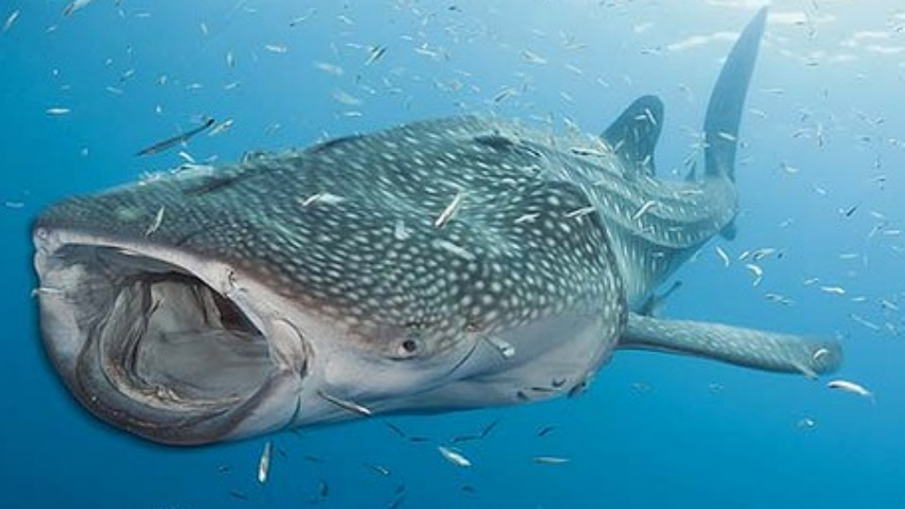 El mayor pez de la Tierra viaja poco,  según su 'pasaporte biológico'