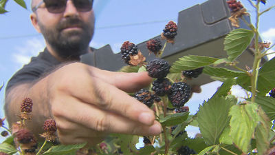 Recolectan los frutos en la finca "El Puente del Molino"