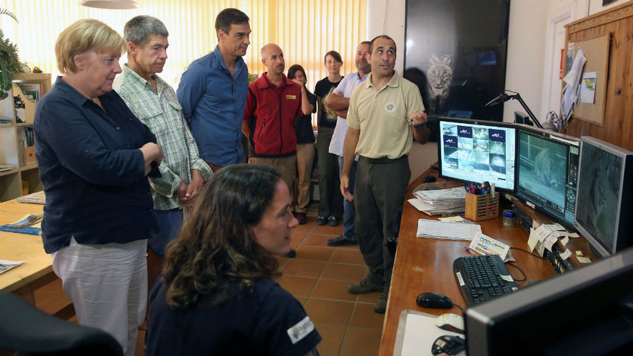 Sánchez y Merkel conocen de cerca el trabajo para recuperar el lince ibérico