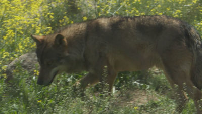 El lobo regresa a Madrid