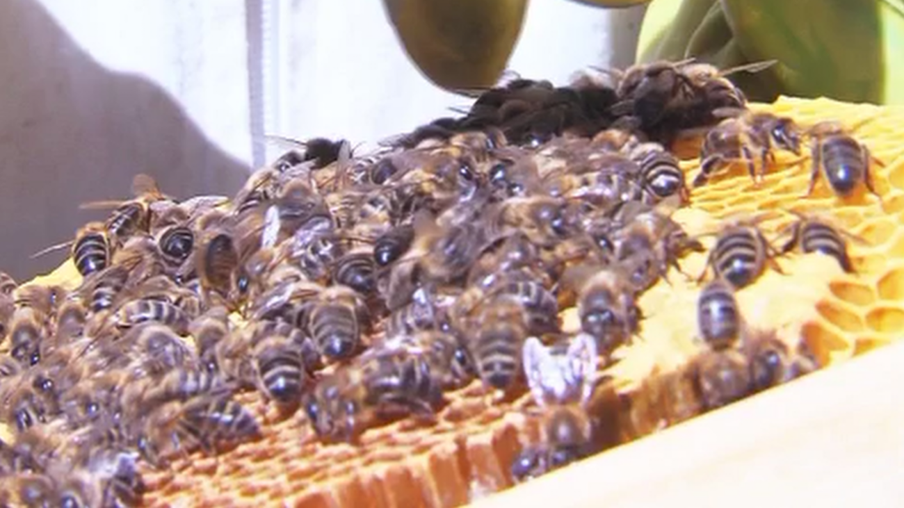 Retiran una colmena de abejas en un salón de bodas