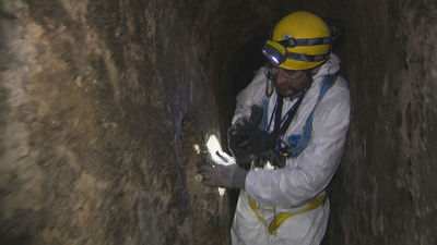 Hasta 5.000 avisos anuales por presencia de ratas y cucarachas en los hogares o en la vía pública