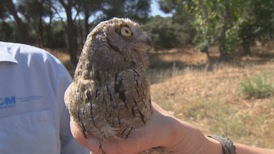 El autillo ya vuela en libertad