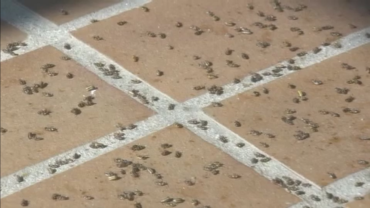 Plaga de bichos en Santa Hortensia