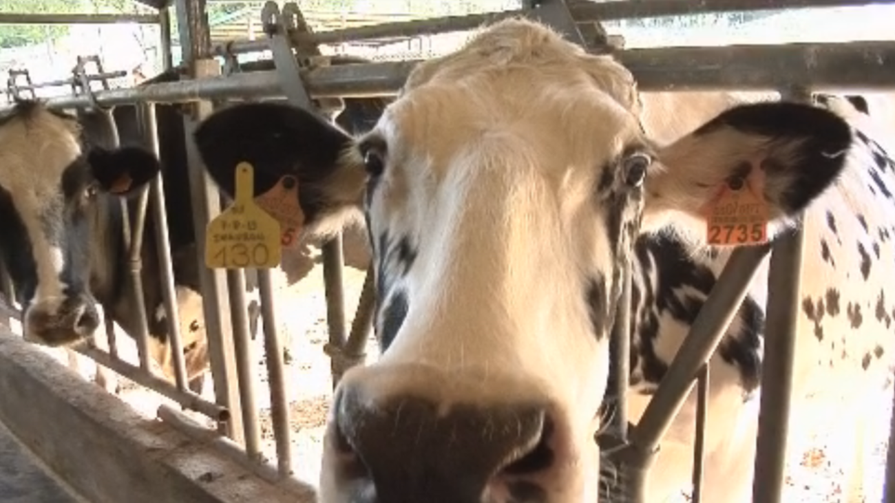 Así se forman los futuros veterinarios