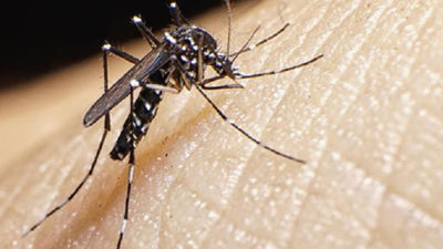 Moscas y mosquitos, una larga historia