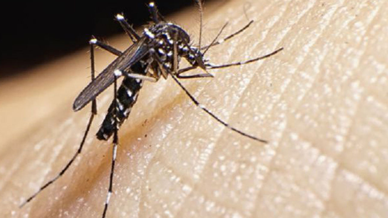 Confirmados dos casos de dengue contraído en España y un tercero, sospechoso en Madrid