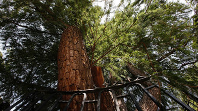El 'abuelo' de los árboles de jardín de Madrid vive en El Retiro