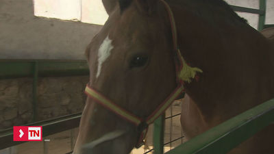 La leche de yegua, útil para la piel