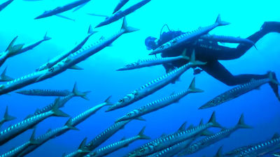 Cabo de Palos, mejor destino de buceo de Europa