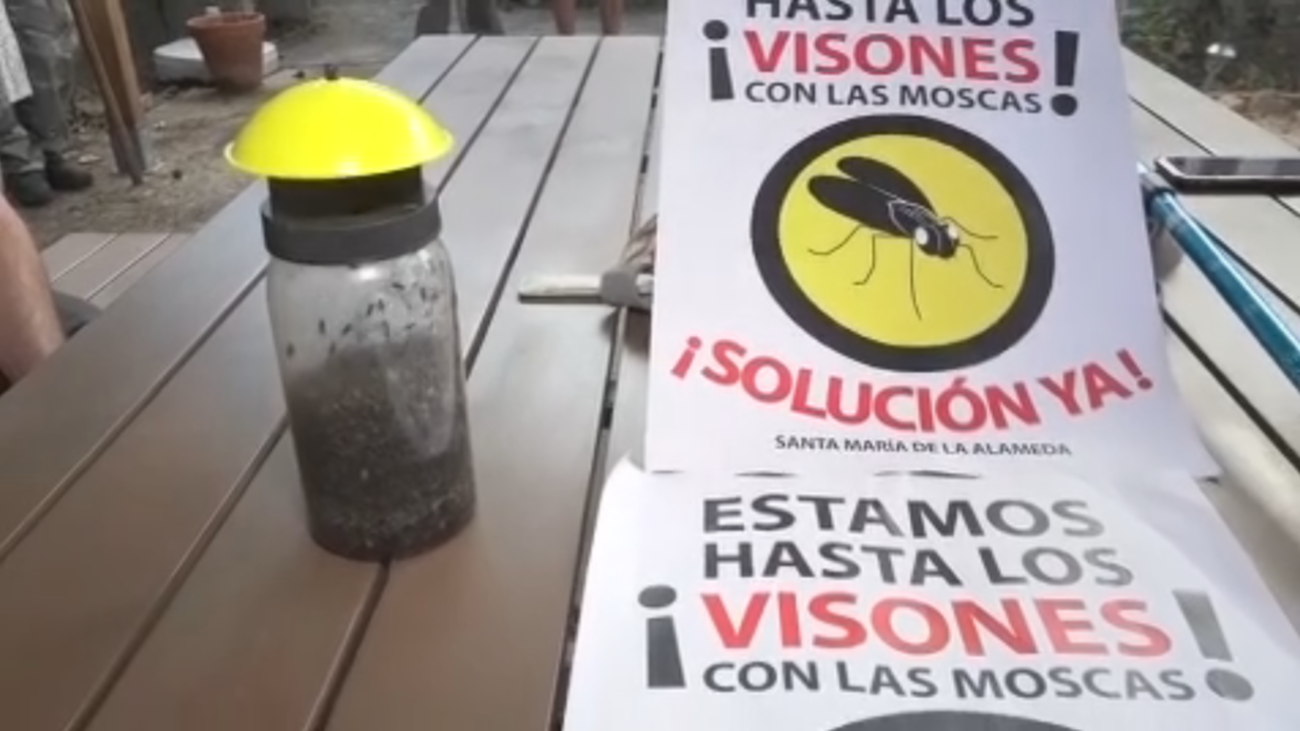 Acribillados por una plaga de moscas