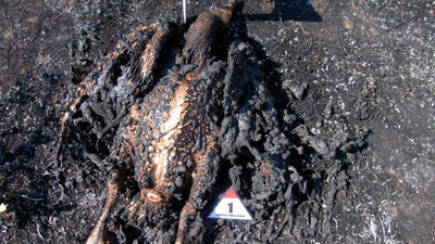 La electrocución de un buitre leonado provoca un incendio de pastos en Soto del Real