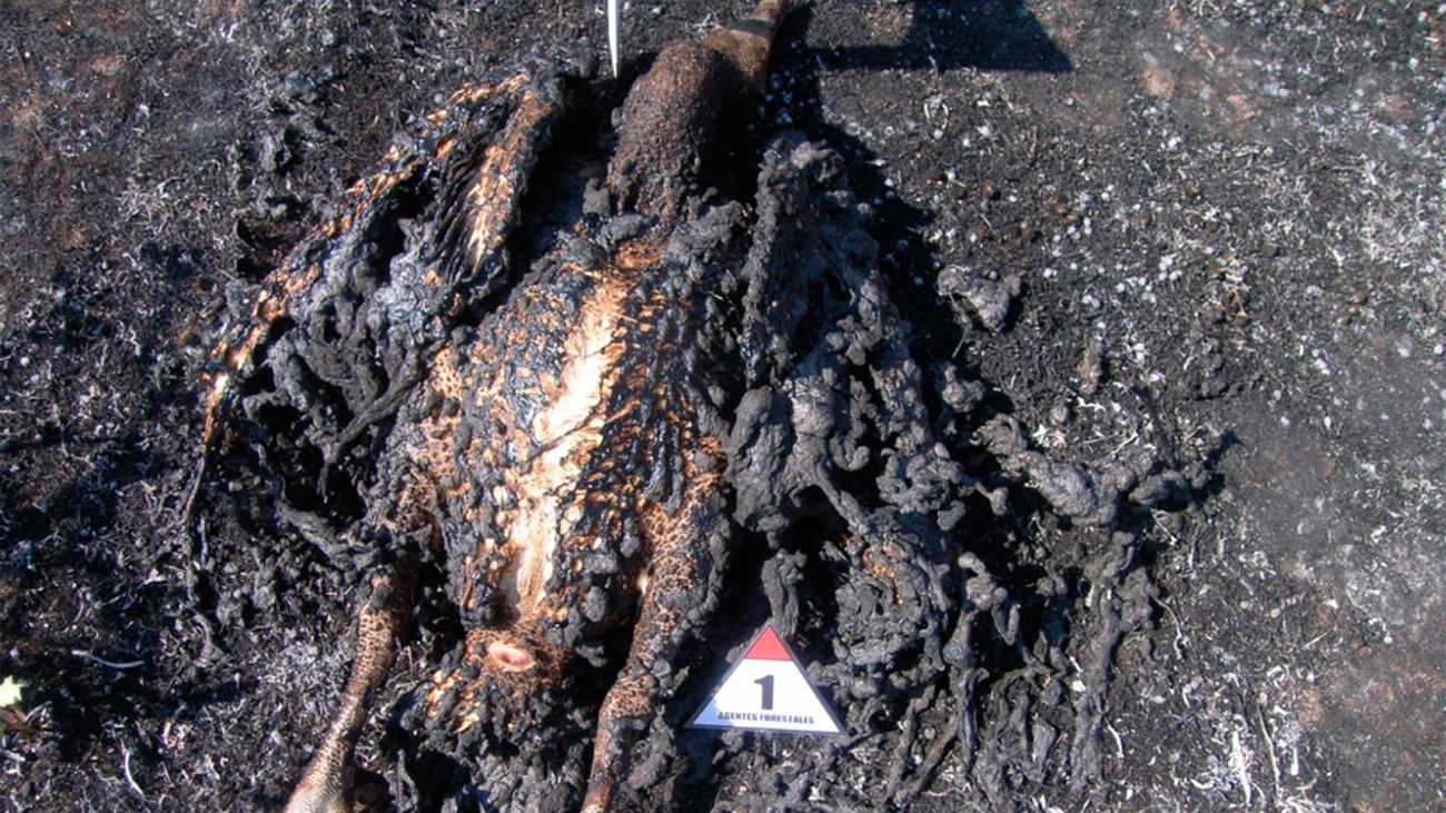 Buitre leonado electrocutado en Soto del Real