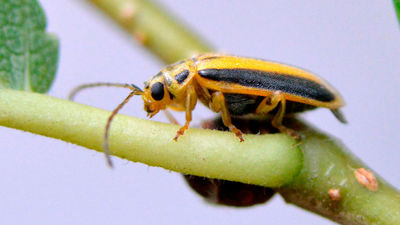Los vecinos de Carabanchel acosados por la galeruca