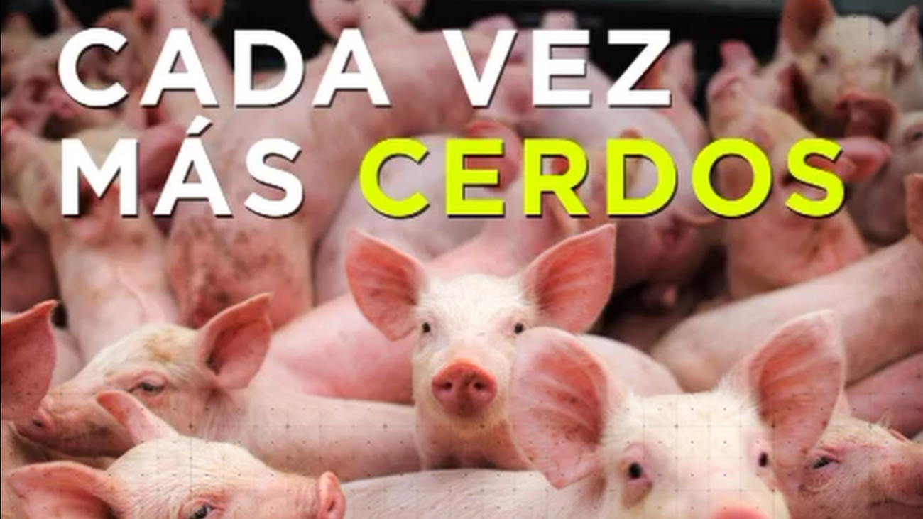 En España hay más cerdos que personas