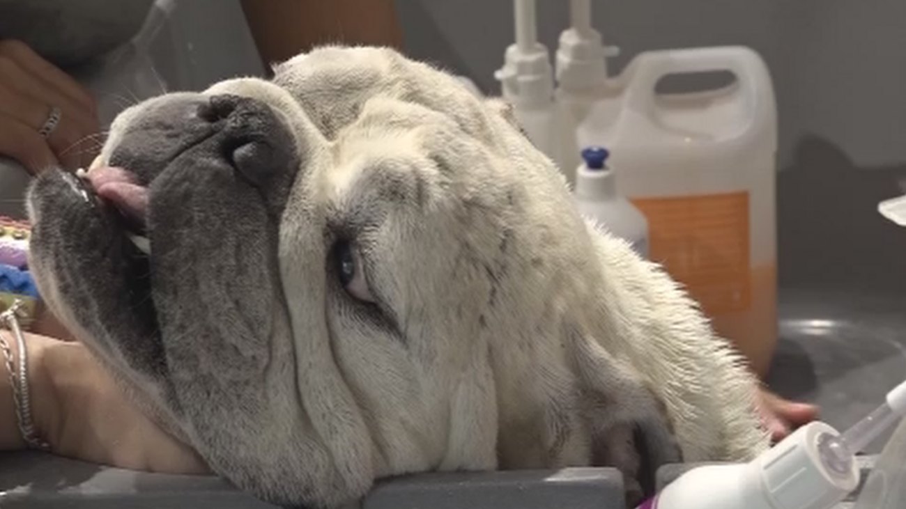 Aquí nuestros perros se sentirán como reyes