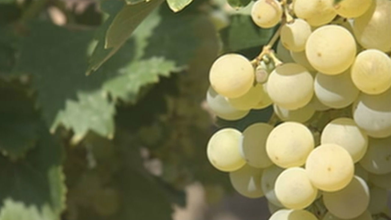 Una familia de Arganda del Rey ofrece rutas etnológicas en sus viñas