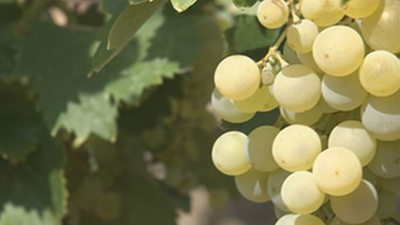 Una familia de Arganda del Rey ofrece rutas etnológicas en sus viñas