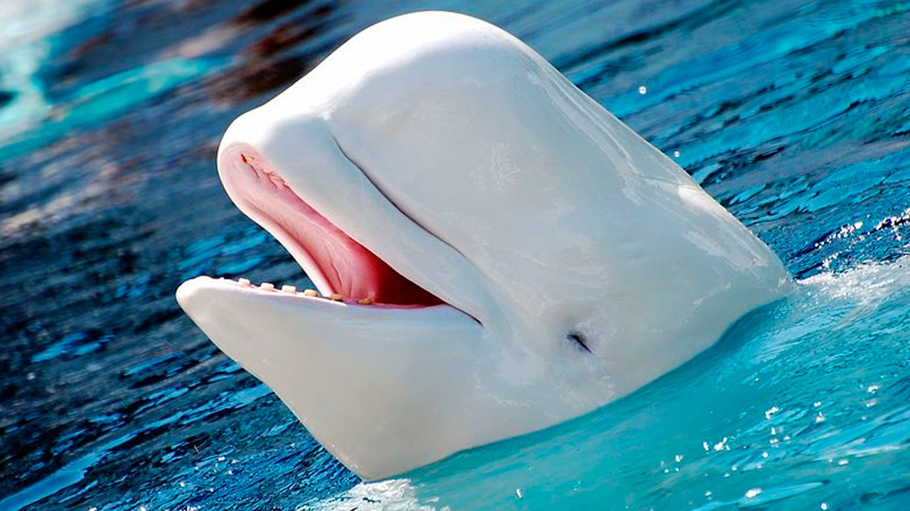 Las ballenas beluga y los narvales también tienen la menopausia