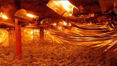 Desmanteladas 5 plantaciones de marihuana en El Casar (Guadalajara)